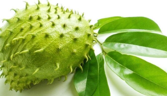 
Wow! Banyak Manfaat Daun Sirsak, Obat Berbagai Macam Penyakit