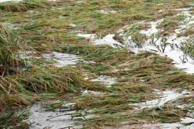 
Lahan Sawah yang Terendam Banjir di Kabupaten Bekasi.
