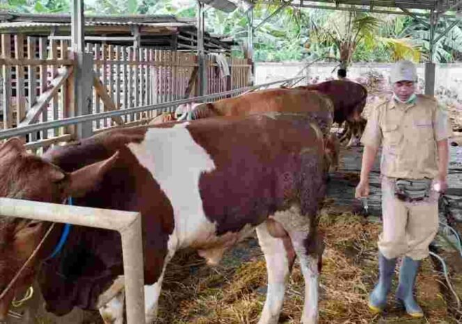 
Dinas Pertanian Kabupaten Bekasi targetkan 9.000 ekor ternak divaksin tahun 2023 ini. (Doc: Istimewa)