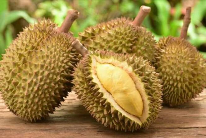 
Ilustrasi Buah Durian. (Dok: Istimewa)