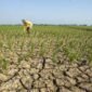 Daerah Terdampak El Nino di Indonesia