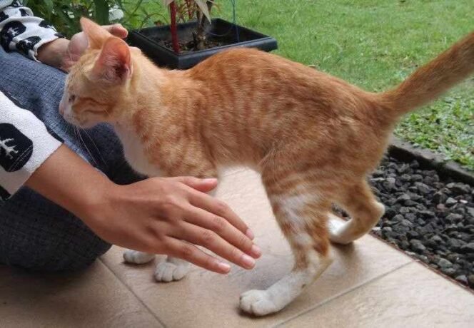 
Ilustrasi: Pertanda Kucing Mendekat. (Dok: Istimewa)