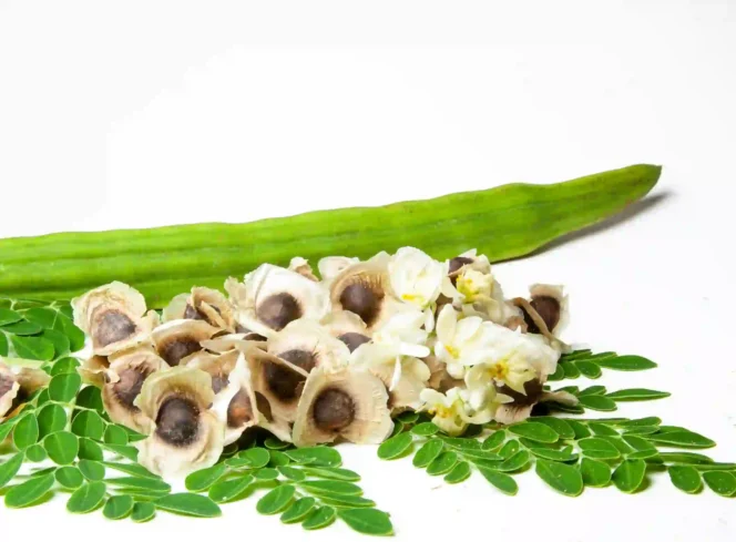 
Ilustrasi: Khasiat Daun Kelor Bagi Kesehatan Tubuh. (Dok: Istimewa)