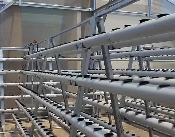 
Ketahanan Pangan Desa Muktijaya Setu, Pertanian Hidroponik. (Dok: Istimewa)