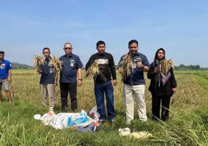 
BULOG Pastikan Penyerapan Gabah Petani Sesuai Arahan Pemerintah dan Dukung Program KDMP serta MBG. (Dok: Istimewa)