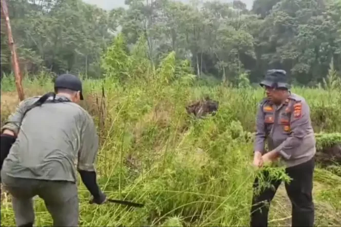 
Pengungkapan Ladang Ganja di Gayo Lues. (Dok: Istimewa)