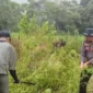 Ladang Ganja di Gayo Lues