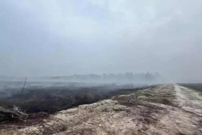 
Lansia 76 Tahun Jadi Tersangka, Diduga Garap 270 Hektare Hutan untuk Sawit